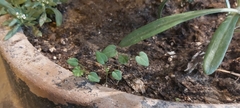Malva parviflora