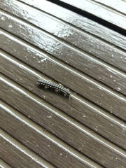 Asiomorpha coarctata