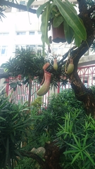 Nepenthes alata × ventricosa