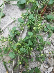 Rubia cordifolia