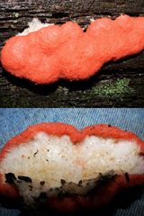 Dictydiaethalium plumbeum