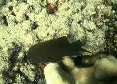 Plectroglyphidodon apicalis