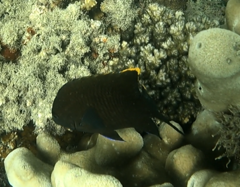 Plectroglyphidodon apicalis