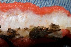 Dictydiaethalium plumbeum