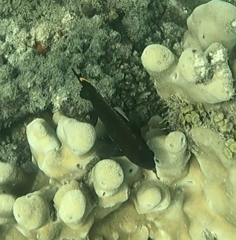 Plectroglyphidodon apicalis