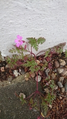 Geranium robertianum