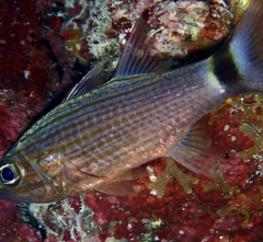 Cheilodipterus lachneri