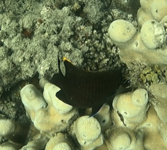 Plectroglyphidodon apicalis