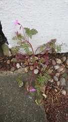 Geranium robertianum