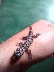 Phyllopezus pollicaris