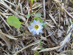 Gentiana squarrosa