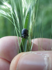 Rhyssomatus marginatus