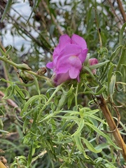Antirrhinum tortuosum