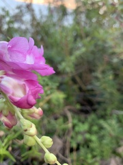 Antirrhinum tortuosum