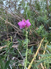 Antirrhinum tortuosum