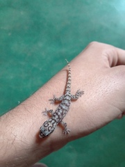 Phyllopezus pollicaris