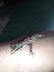 Phyllopezus pollicaris