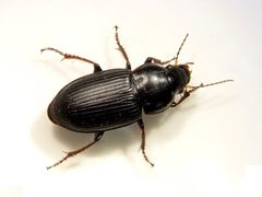 Harpalus fuscicornis