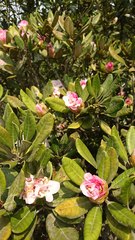 Rhododendron simiarum