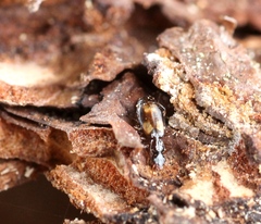 Calodromius spilotus