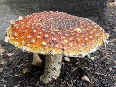 Amanita muscaria