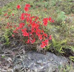 Rhododendron