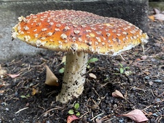 Amanita muscaria
