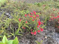 Rhododendron