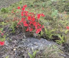 Rhododendron