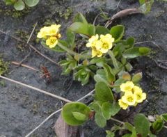 Draba alpina