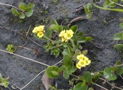 Draba alpina