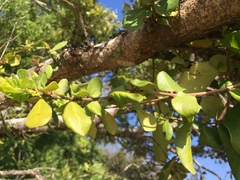 Azara integrifolia