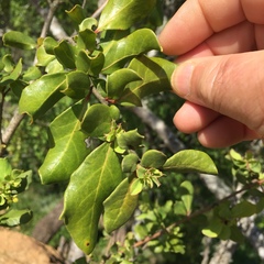 Azara integrifolia