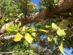 Azara integrifolia