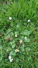 Bellis perennis