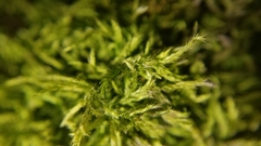 Brachythecium laetum