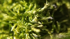 Brachythecium laetum