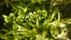 Brachythecium laetum