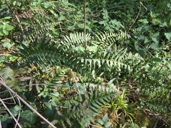 Polypodium interjectum