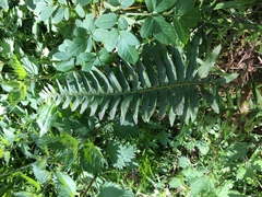 Polypodium interjectum