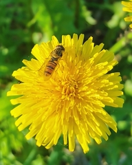 Episyrphus balteatus