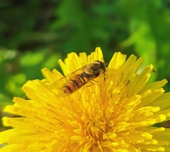 Episyrphus balteatus
