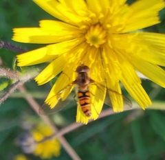 Episyrphus balteatus