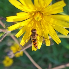 Episyrphus balteatus