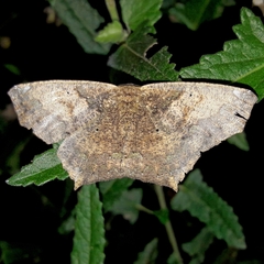 Paragonia procidaria