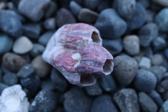 Megabalanus tintinnabulum