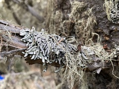 Hypogymnia occidentalis