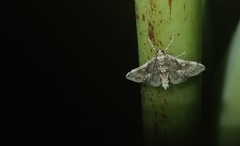 Omphisa anastomosalis