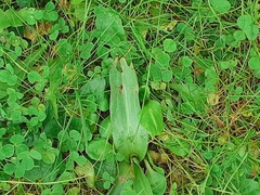 Ophrys apifera