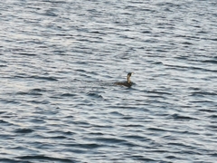 Phalacrocorax carbo